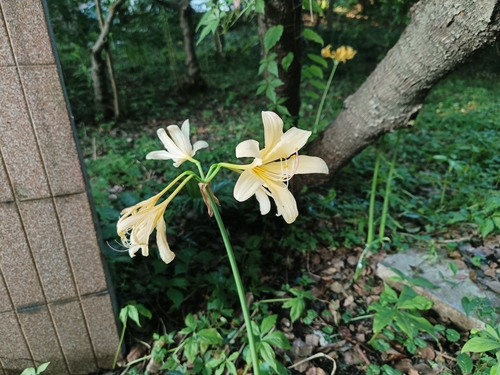 Lycoris anhuiensis