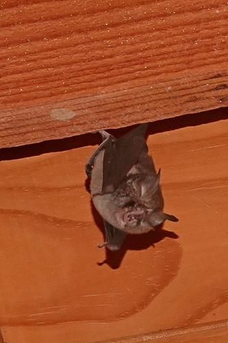 Smaller Horseshoe Bat