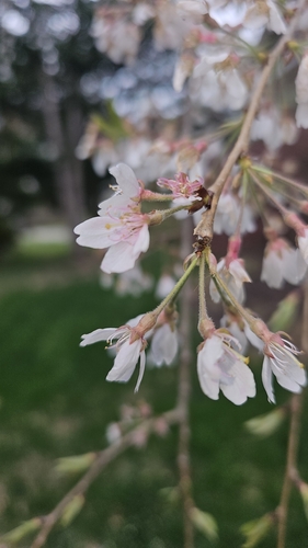 Image of Prunus pendula by no rights reserved