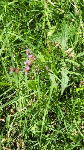 Verbena intermedia, photograph 3