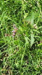 Verbena intermedia, photograph author not stated, no rights reserved
