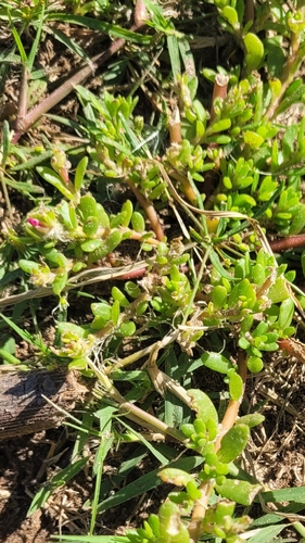 Portulaca obtusa, photograph 2