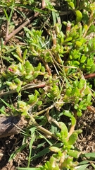 Portulaca obtusa, photograph author not stated, no rights reserved