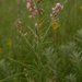 Lespedeza leptostachya - Photo (c) USFWS Endangered Species, μερικά δικαιώματα διατηρούνται (CC BY)