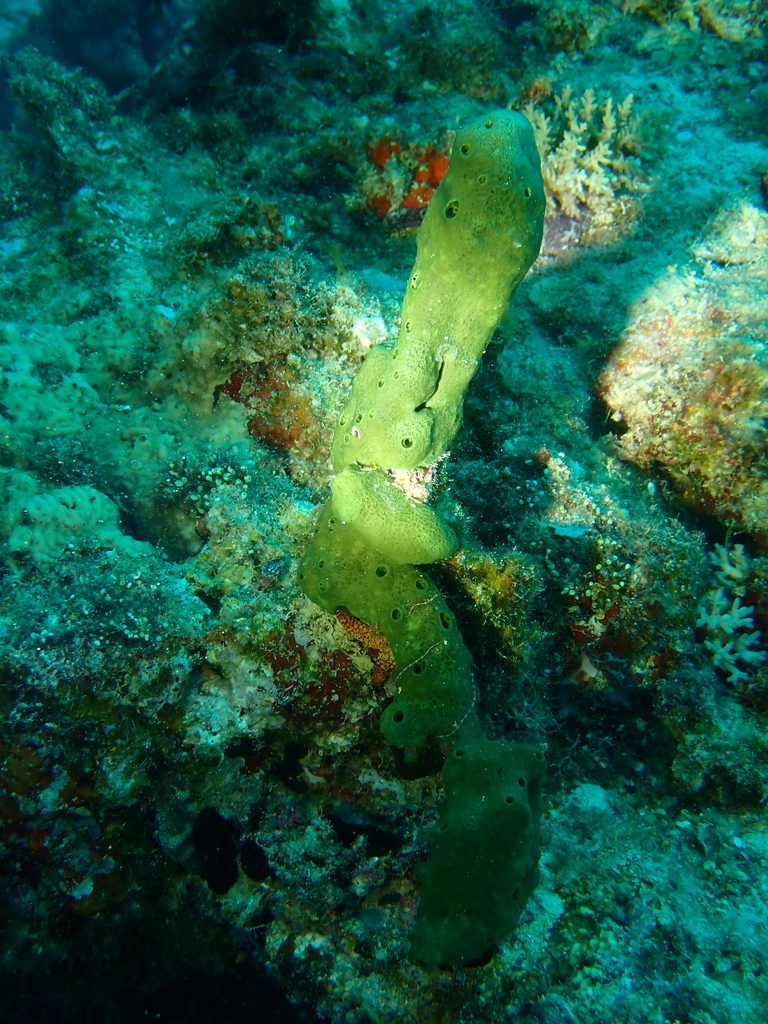 Amphimedon paraviridis