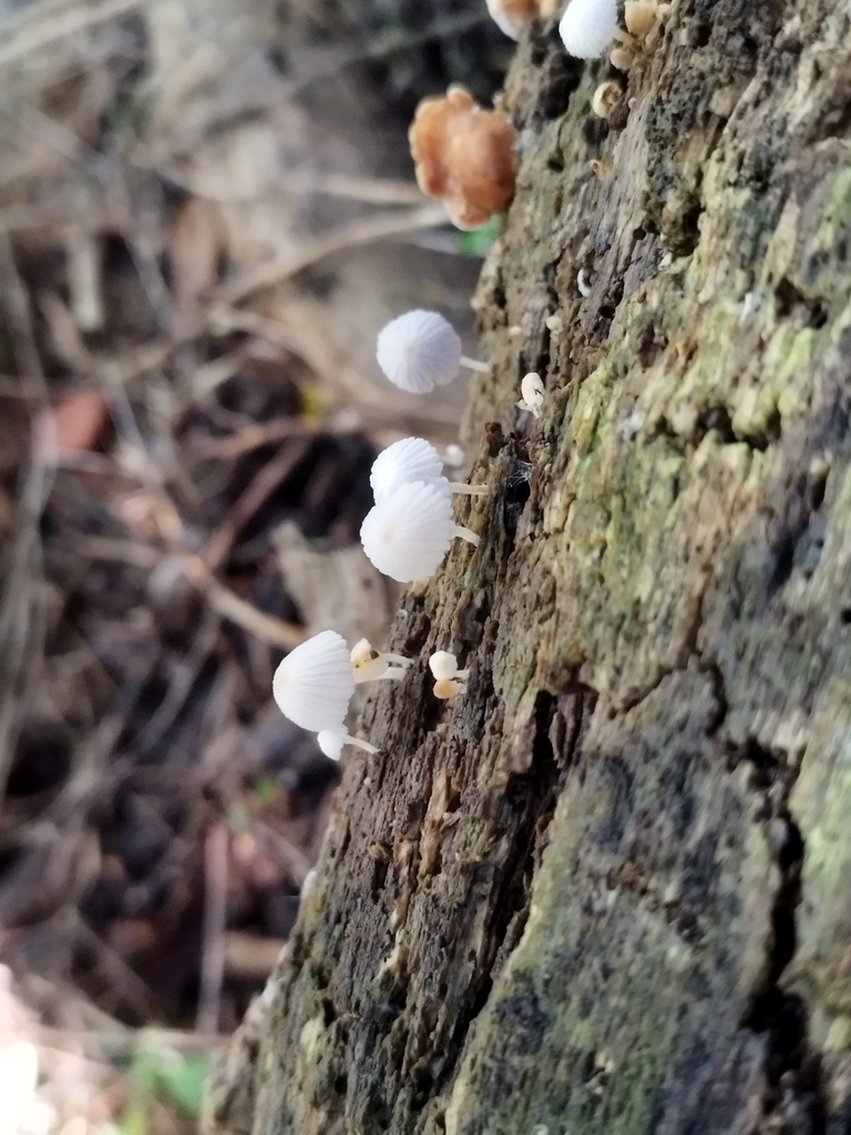 Coprinellus disseminatus · March 2025 · photo: © seba_fornes (iNaturalist, cc-by)