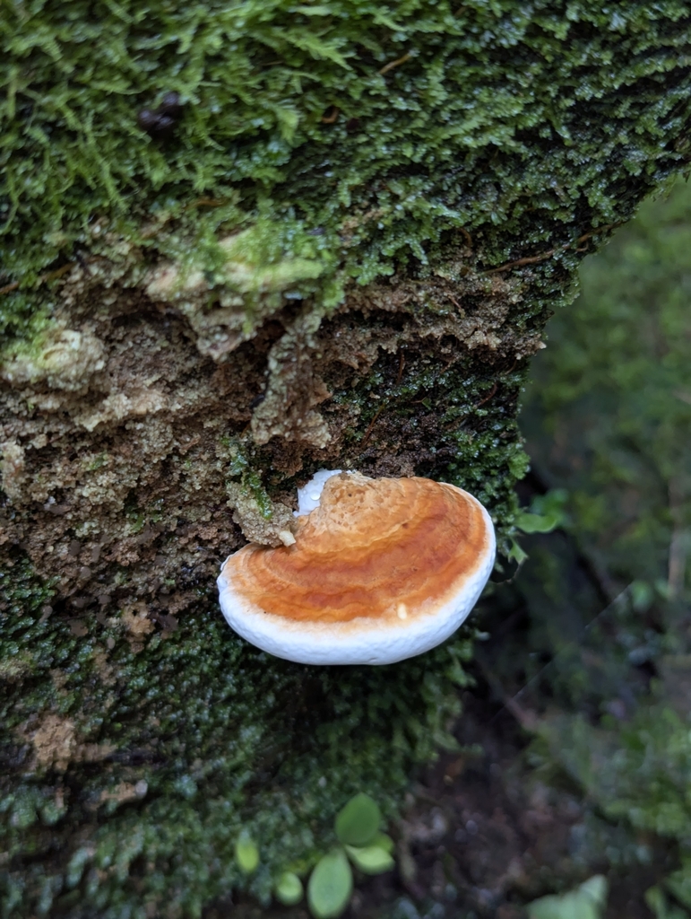 Rigidoporus microporus · April 2025 · photo: © benjaminhidalgo (iNaturalist, cc-by)
