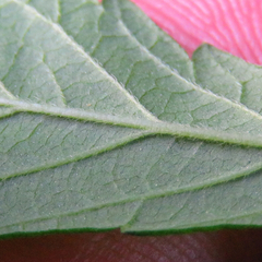 Agrimonia striata