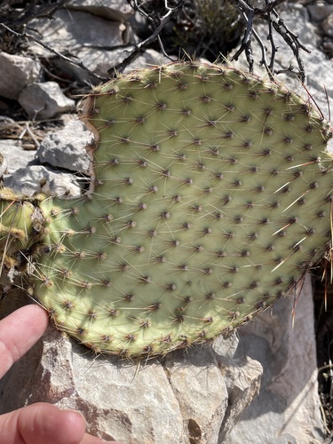 Opuntia strigil, photograph 3