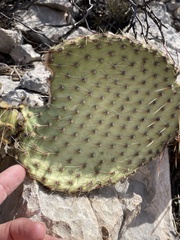 (c) Sam Kieschnick, some rights reserved (CC BY) Opuntia strigil, photograph (c) Sam Kieschnick, some rights reserved (CC BY)