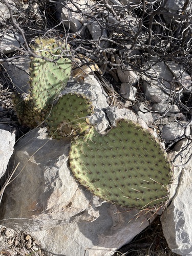 Opuntia strigil, photograph 4