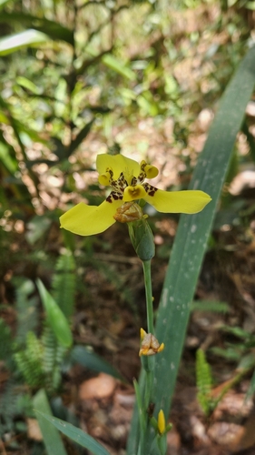 Image of Trimezia steyermarkii by (c) Rocío León, some rights reserved (CC BY)