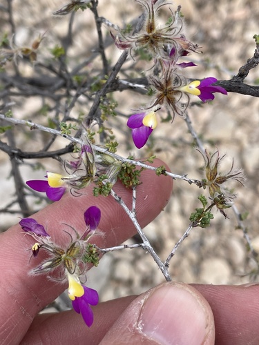 Featherplume (Dalea formosa)