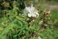 Sidalcea candida