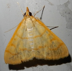 Helvibotys helvialis
