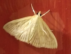 Ostrinia nubilalis