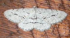 Stenoporpia pulmonaria
