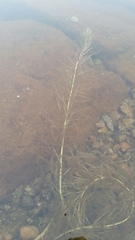 Hippuris vulgaris