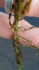 Hippuris vulgaris