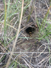 Pituophis catenifer