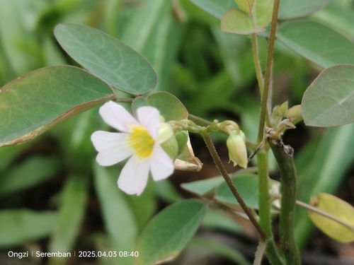 Image of Oxalis barrelieri by (c) Ong Jyh Seng, some rights reserved (CC BY)