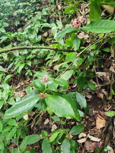 Ixora amplifolia observed 2025-04-01