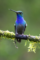Green-Backed Hillstar photo 1