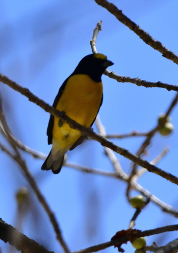 West Mexican Euphonia (Euphonia godmani), photo 8