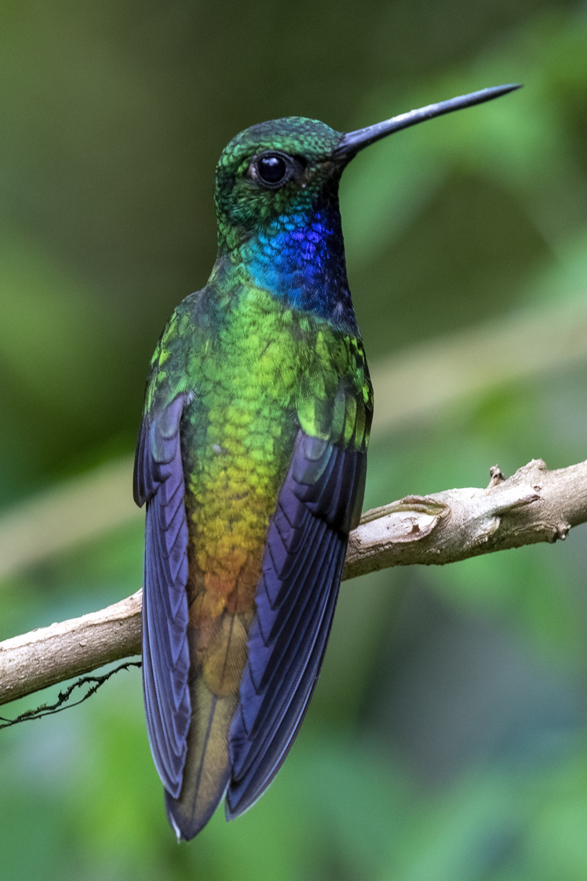 Green-backed Hillstar (Urochroa leucura)