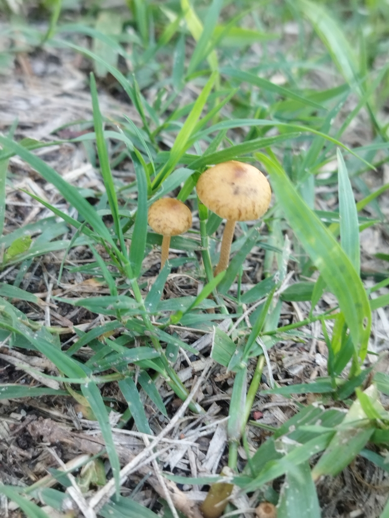 Agrocybe pediades
