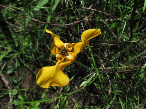Image of Cypella herbertii by (c) Matias Cabezas, some rights reserved (CC BY)