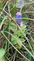 Gentiana platypetala