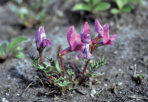 Oxytropis revoluta iNat (3)