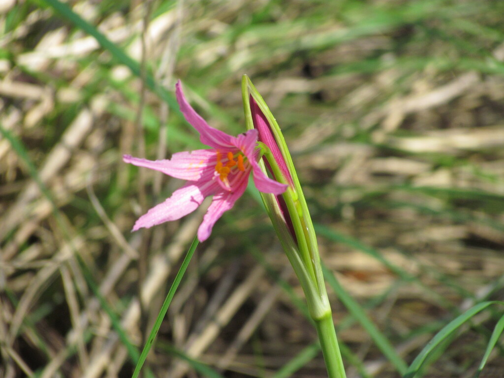 Zephyranthes bifida; photograph Matias Cabezas, CC BY, iNaturalist via GBIF