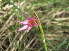 Zephyranthes bifida