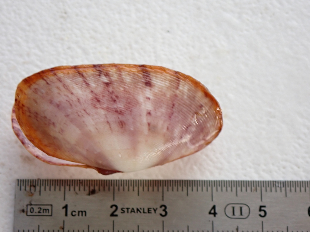 Gari maculosa