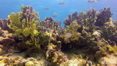 Millepora complanata