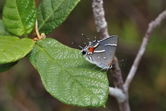 Strymon acis bartrami