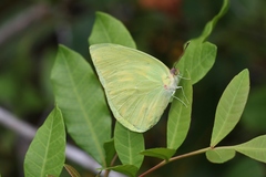 Aphrissa neleis