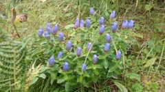 Gentiana platypetala