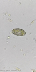 Colepidae
