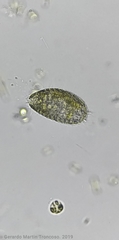 Colepidae