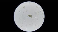 Colepidae