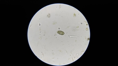Colepidae