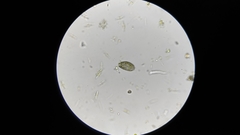 Colepidae