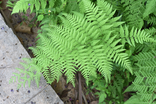 Thelypteris torresiana iNat (2)