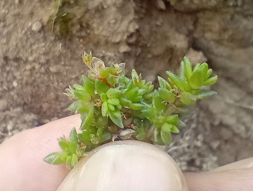 Siberian pygmyweed (Crassula sieberiana)