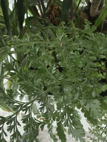 Asplenium sarelii observed 2025-03-30
