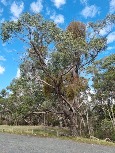 Eucalyptus fulgens Rule