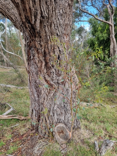 Eucalyptus fulgens Rule 2